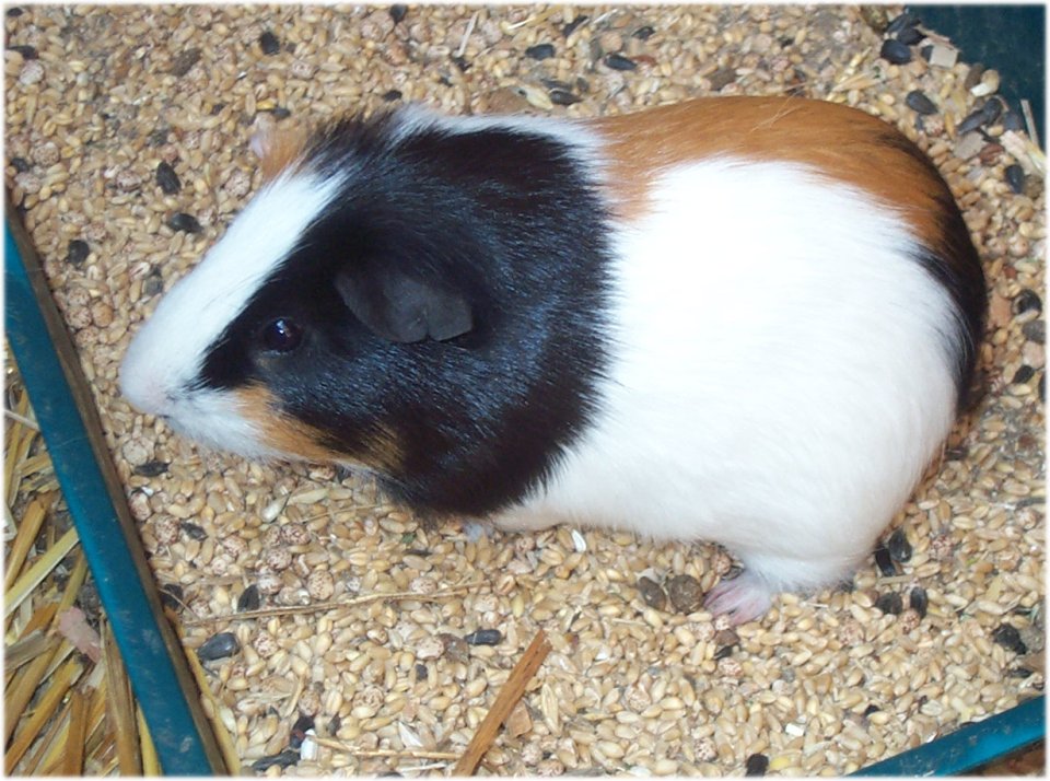 Guinea pig.jpg